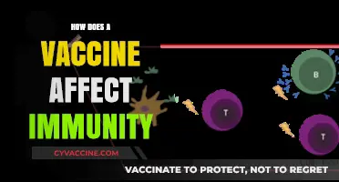 Understanding Vaccines: How They Boost and Shape Immune Responses