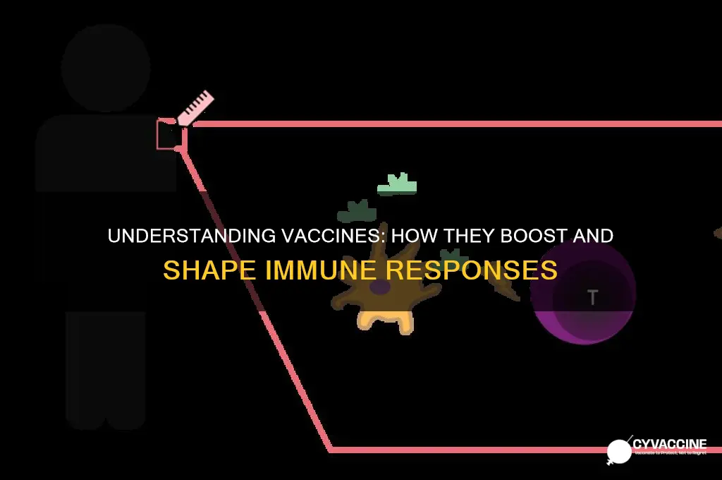 how does a vaccine affect immunity