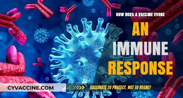 Understanding Vaccines: How They Trigger and Strengthen Immune Responses