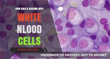 Vaccines Empower White Blood Cells to Fight Infections Effectively