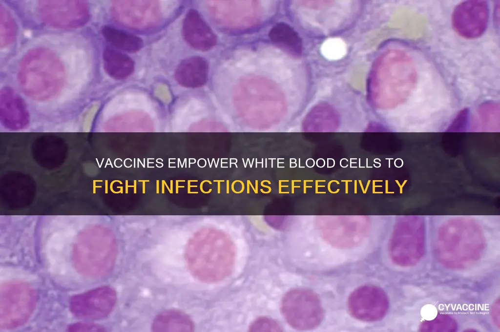 how does a vaccine help white nlood cells