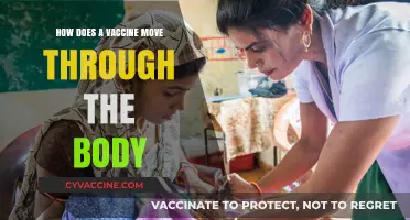 Vaccine Journey: How It Travels and Protects Your Body