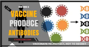 Understanding Vaccines: How They Trigger Antibody Production for Immunity