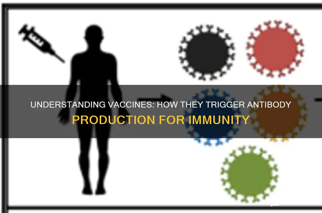 how does a vaccine produce antibodies