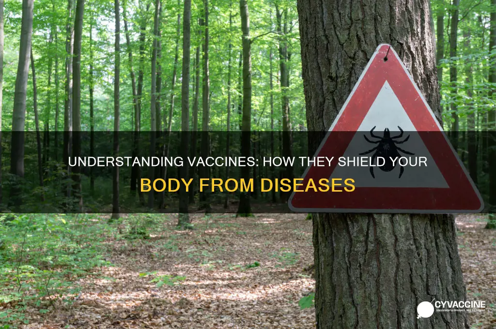 how does a vaccine protect a person against diseases