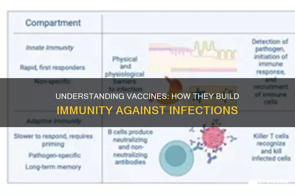 how does a vaccine provide immuntiy against infection