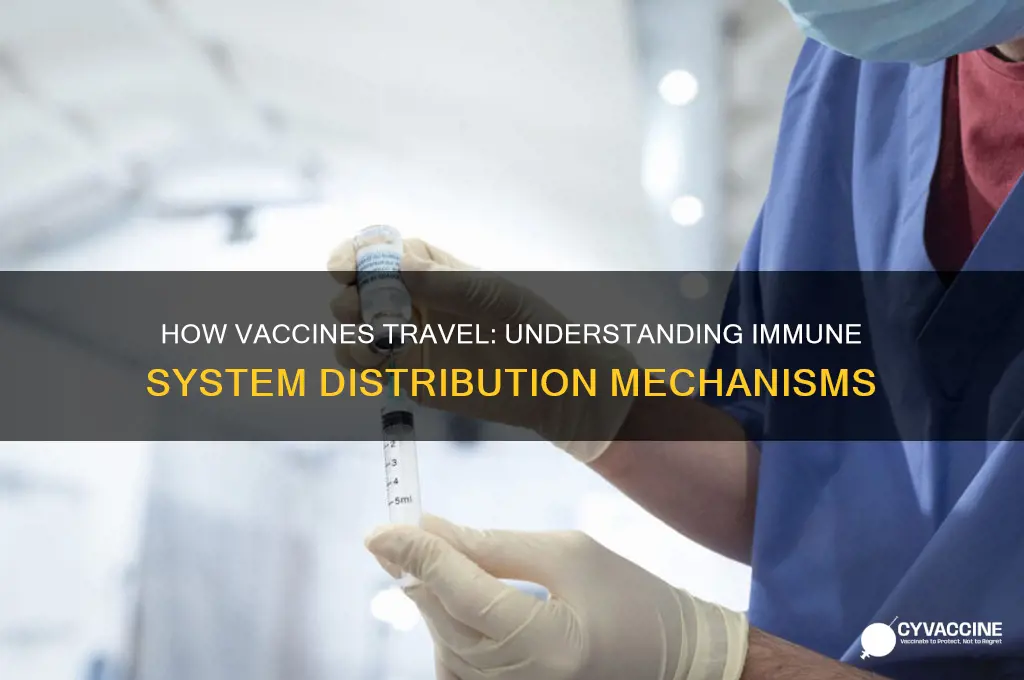 how does a vaccine spread throughout the body