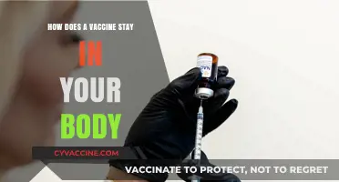 Understanding Vaccine Longevity: How Immunizations Remain Effective in Your Body