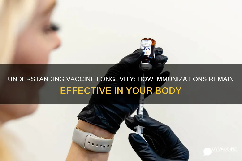 how does a vaccine stay in your body