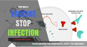 Understanding Vaccines: How They Prevent Infections and Boost Immunity