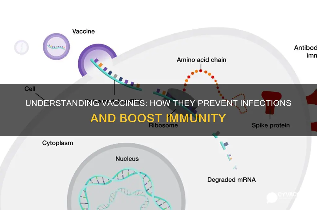 how does a vaccine stop infection