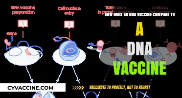 RNA vs. DNA Vaccines: Key Differences and Effectiveness Compared