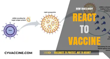 Understanding Your Body's Immune Response to Vaccines: A Comprehensive Guide