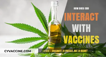 CBD and Vaccines: Understanding Potential Interactions and Effects