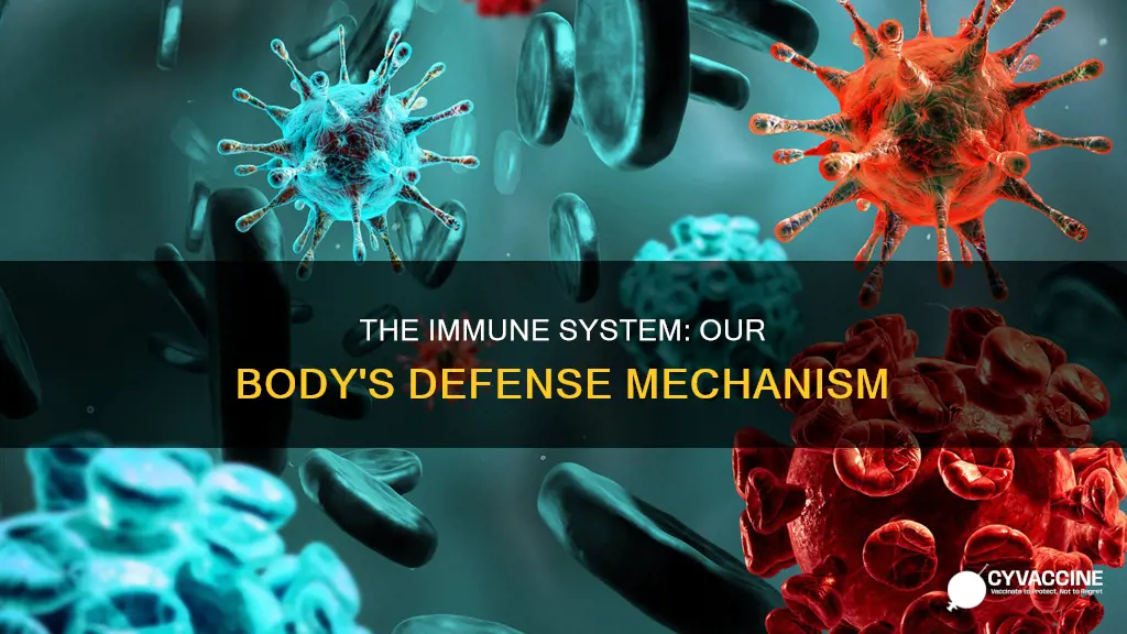 how does immune system protect us from disease