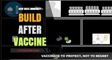 Understanding Post-Vaccination Immunity: How Vaccines Strengthen Your Body's Defense