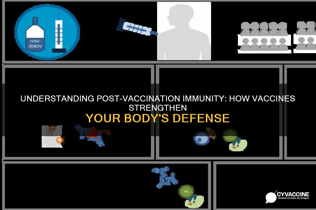 how does immunity build after vaccine