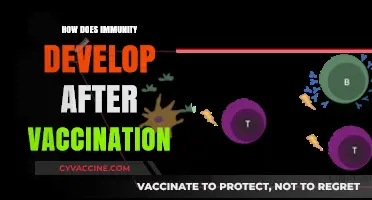 Understanding Post-Vaccination Immunity: How Vaccines Build Long-Term Protection