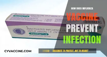 Understanding How the Influenza Vaccine Shields Against Viral Infections