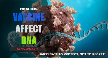 How mRNA Vaccines Interact with DNA: Facts vs. Myths