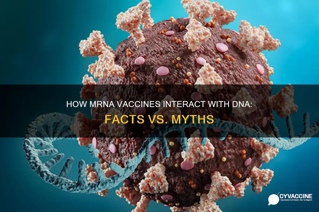 how does mrna vaccine affect dna
