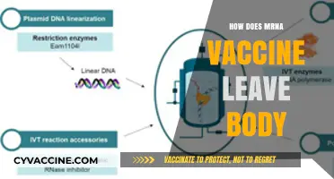 How mRNA Vaccines Are Metabolized and Eliminated from the Body