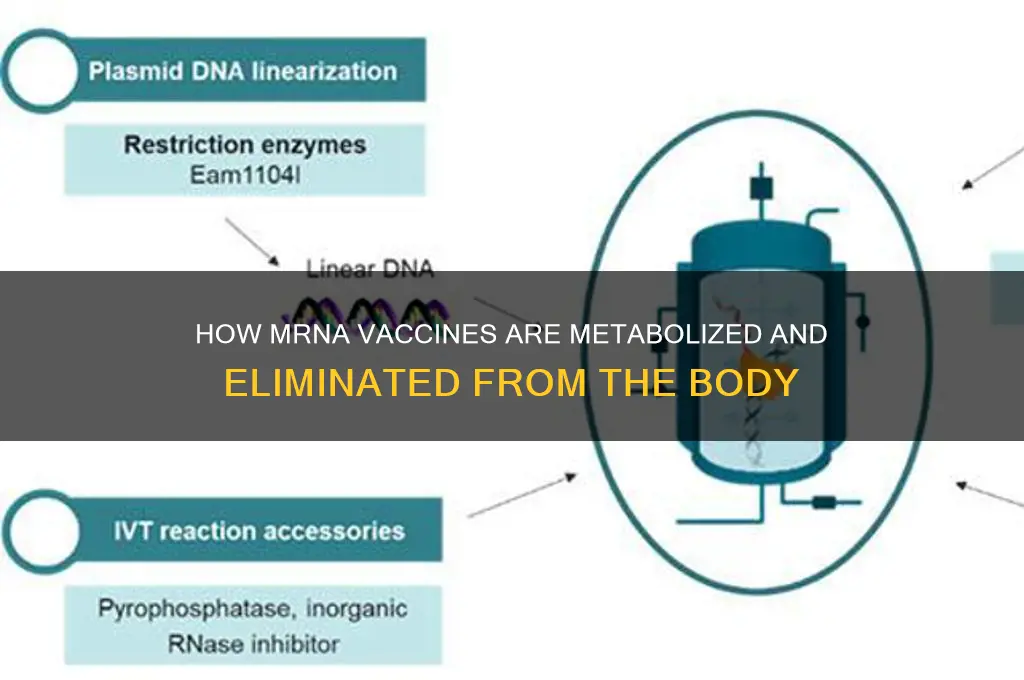 how does mrna vaccine leave body