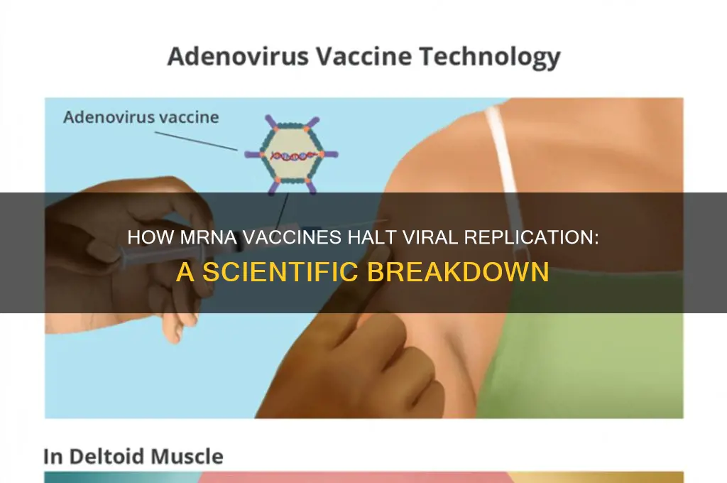 how does mrna vaccine stop replicating