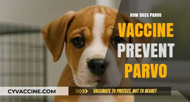 Understanding How the Parvo Vaccine Protects Dogs from Parvovirus