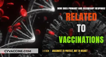 Vaccination Immunity: Understanding Primary and Secondary Response Mechanisms