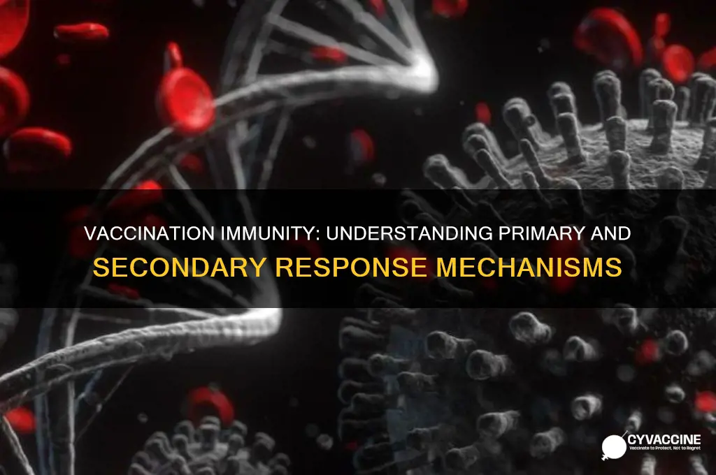how does primary and secondary response related to vaccinations