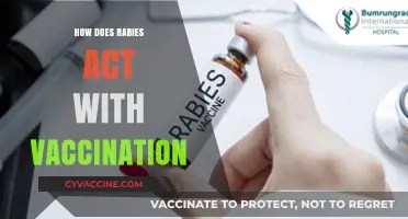 Rabies Vaccination: How It Works to Prevent Deadly Infections