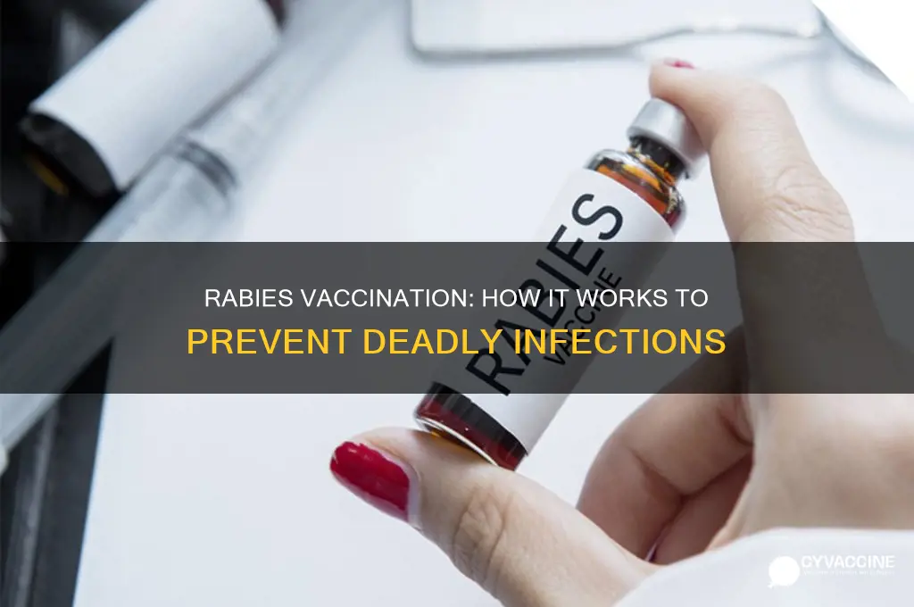 how does rabies act with vaccination