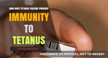 Understanding Tetanus Vaccine: How It Builds Immunity Against Tetanus