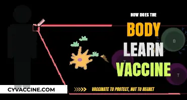 Understanding How the Body Learns and Responds to Vaccines