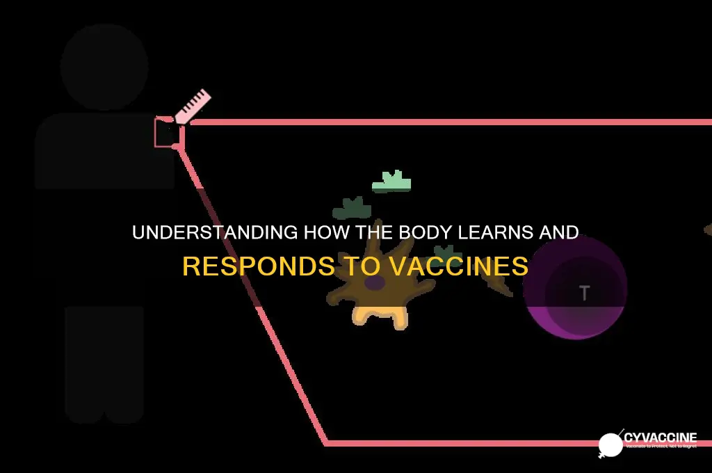 how does the body learn vaccine