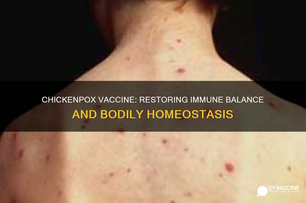 how does the chickenpox vaccine help restore homeostasis
