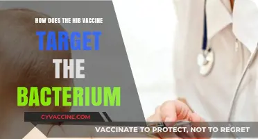 Understanding the Hib Vaccine's Mechanism Against Haemophilus Influenzae Type B