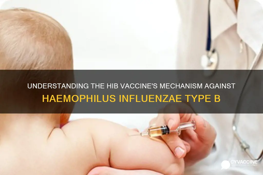 how does the hib vaccine target the bacterium