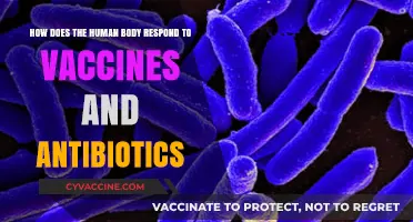 Vaccines vs. Antibiotics: Understanding the Human Body's Immune Response