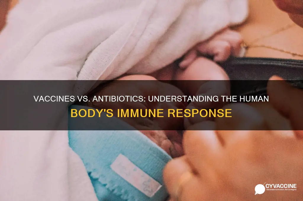 how does the human body respond to vaccines and antibiotics