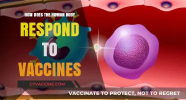Understanding the Human Body's Immune Response to Vaccines