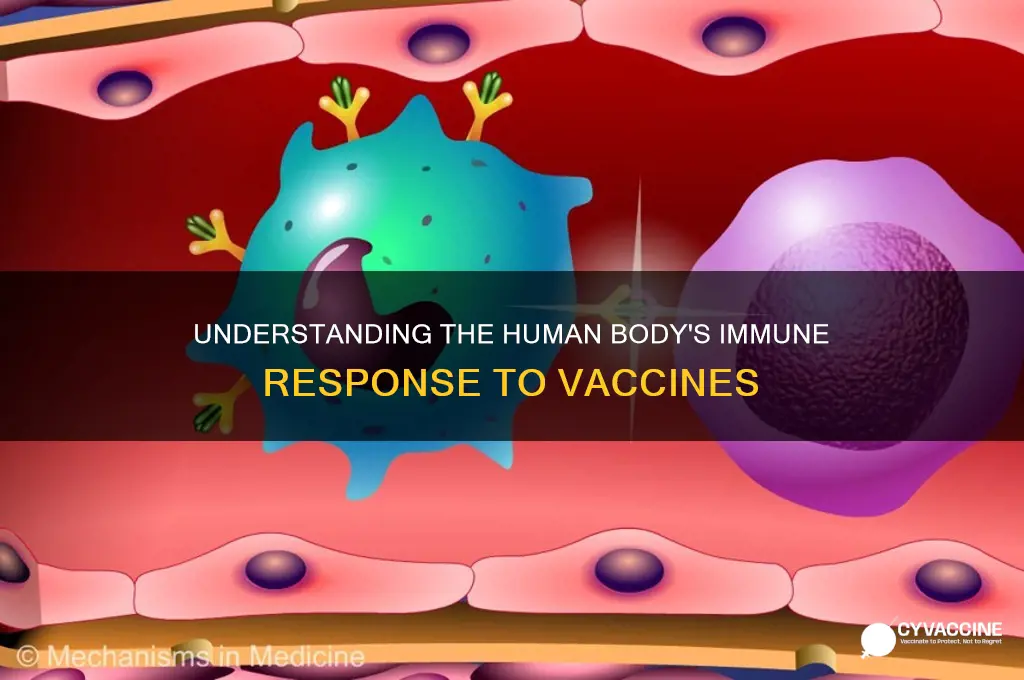 how does the human body respond to vaccines