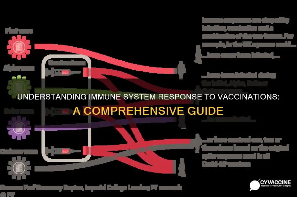 how does the immune system respond to a vaccination