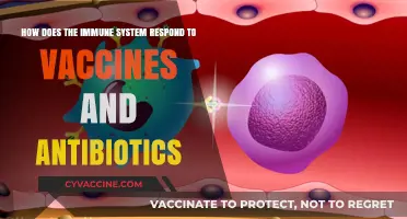 Immune System's Response to Vaccines and Antibiotics: A Detailed Overview