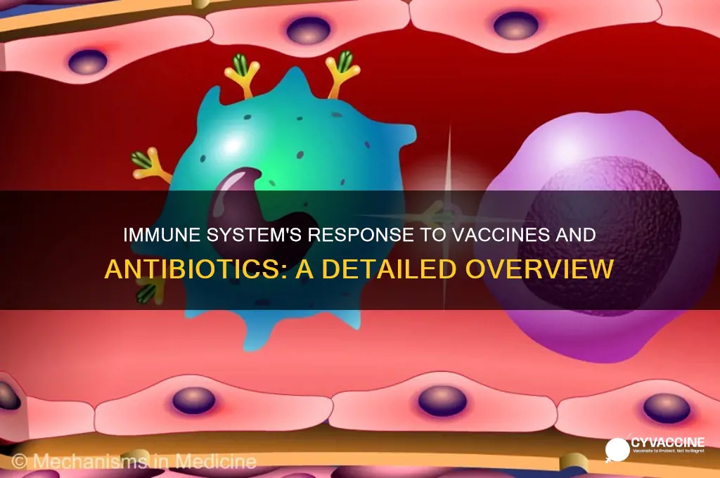 how does the immune system respond to vaccines and antibiotics