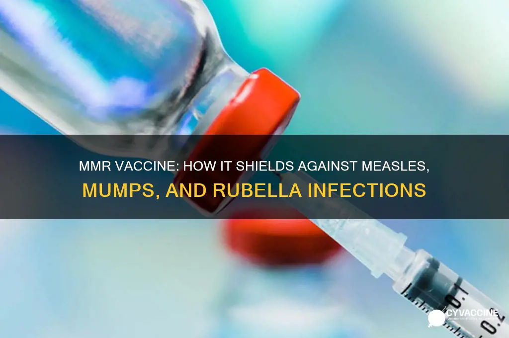 how does the mmr vaccine prevent againt infection
