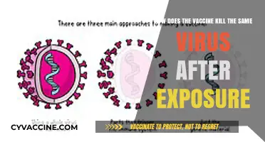 Vaccines vs. Viruses: How Immunity Defeats Post-Exposure Infections