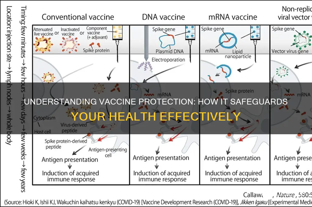 how does the vaccine protect me