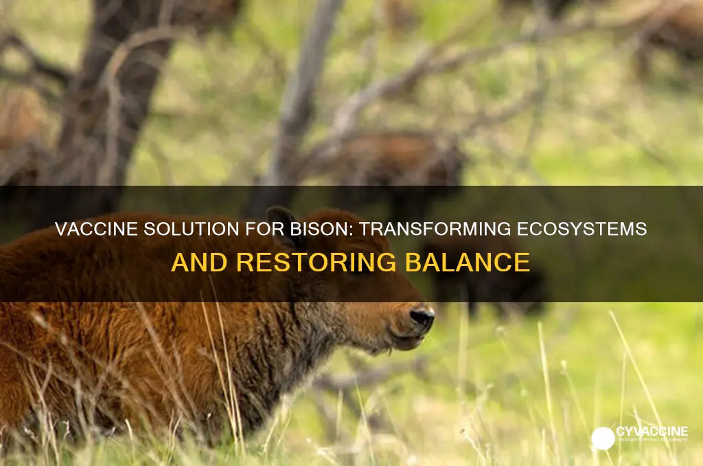 how does the vaccine solution for bison change the ecosystem